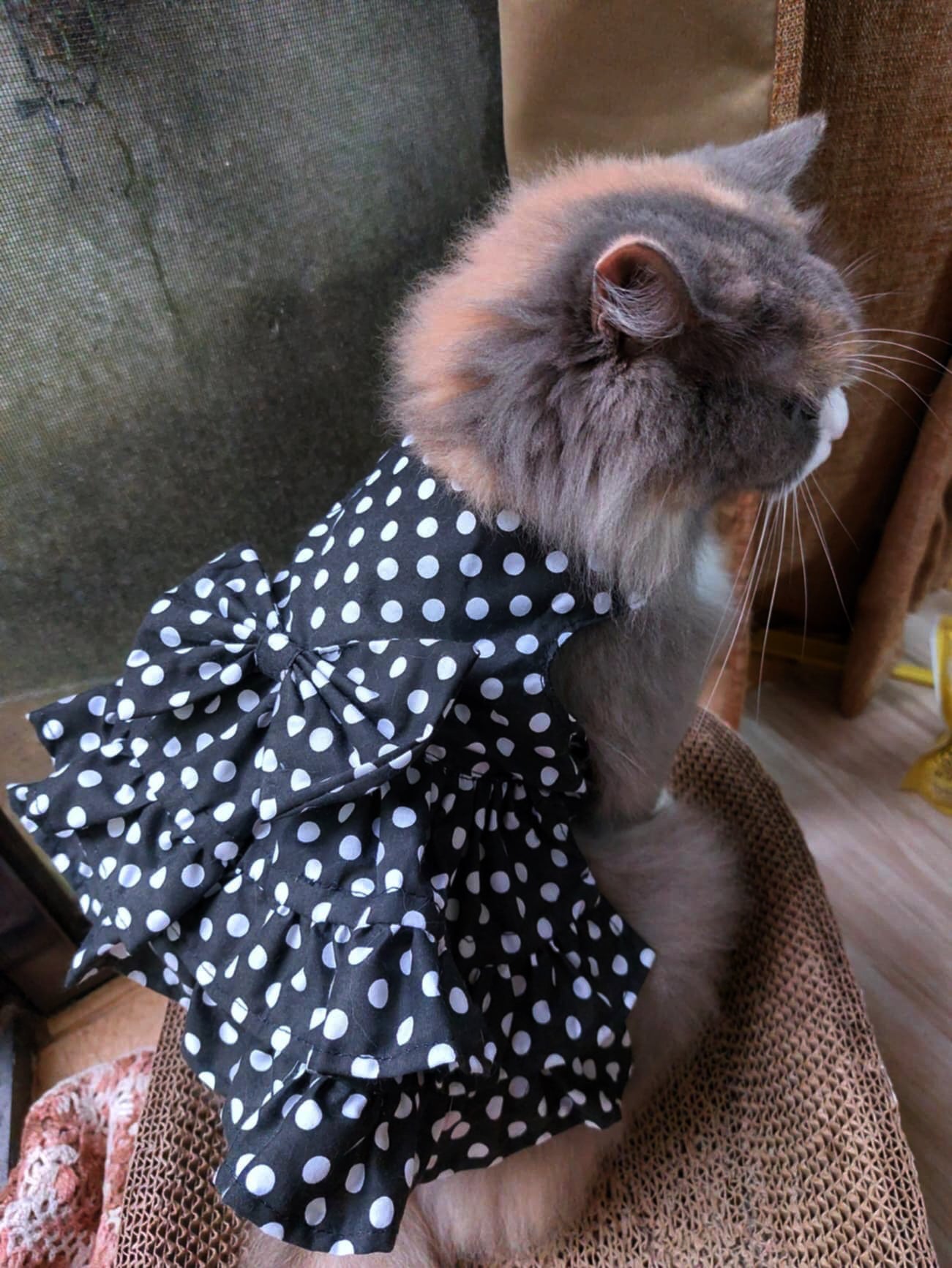 Polkadots Black Pet Handmade Dress